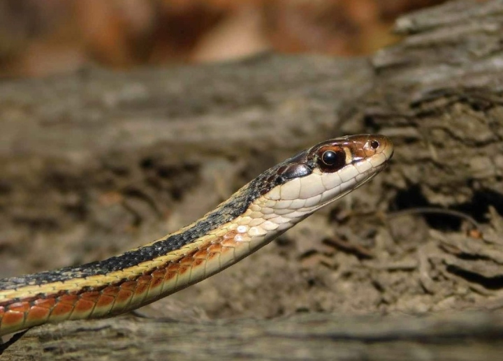 Northern Ribbon Snake